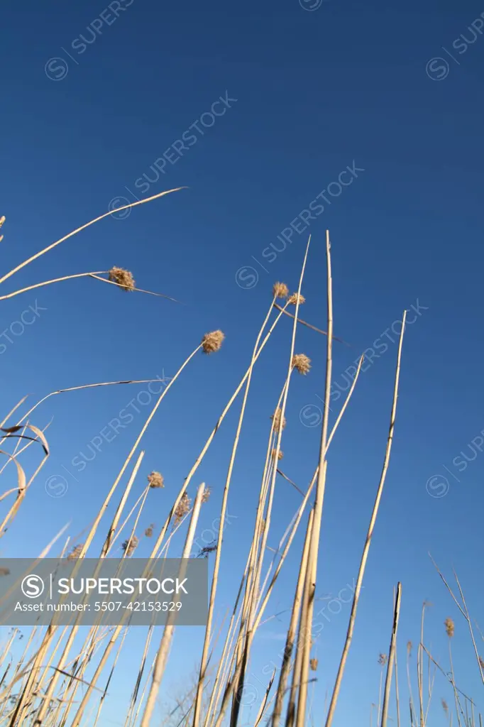 sky plants