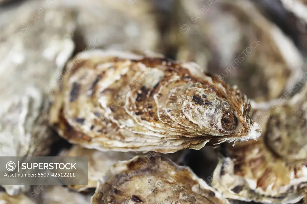 Oysters background