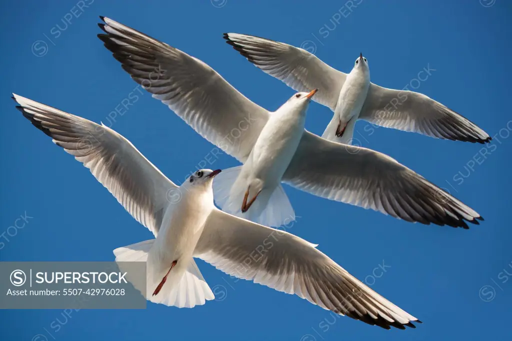 Pair of seagulls flying in blue a sky