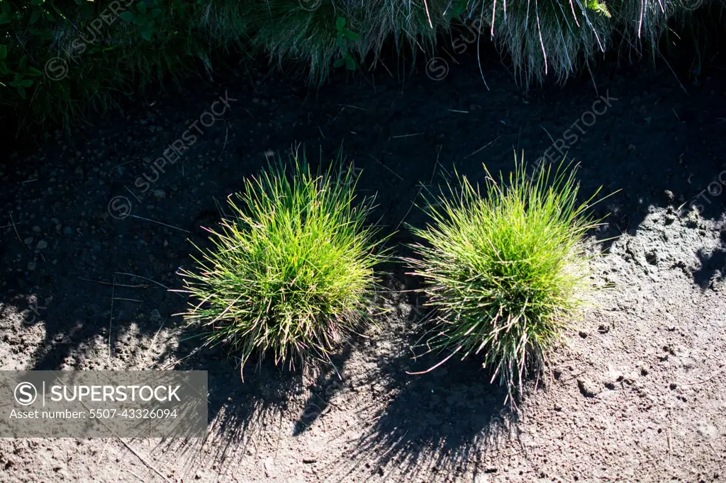 Green grass as background