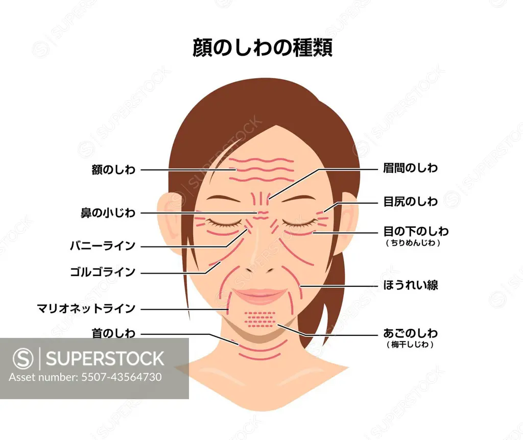 Facial wrinkles ( female face ) vector illustration / Japanese - SuperStock