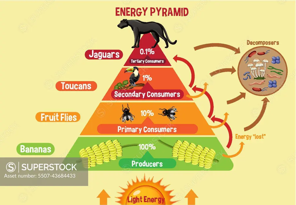 Diagram showing energy pyramid for education