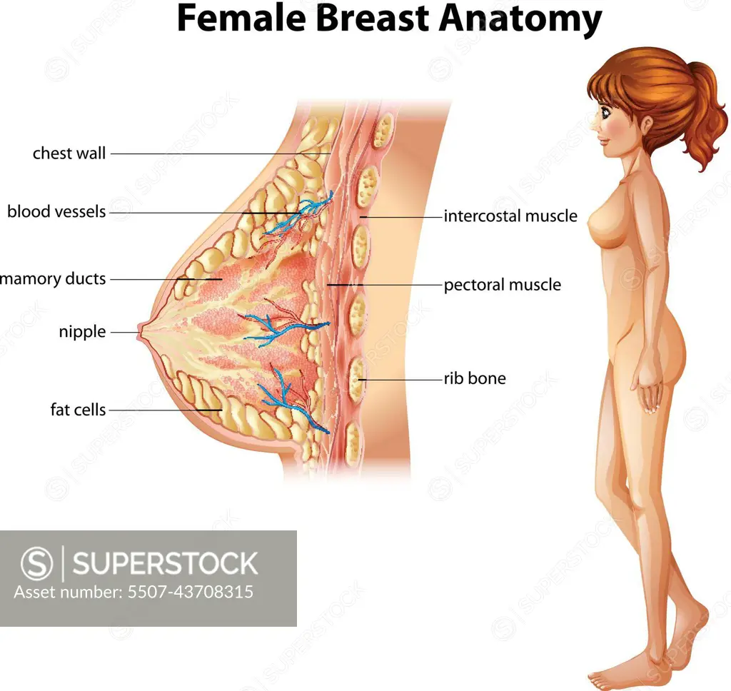 Human female breast anatomy, illustration - Stock Image - C047/4169 -  Science Photo Library