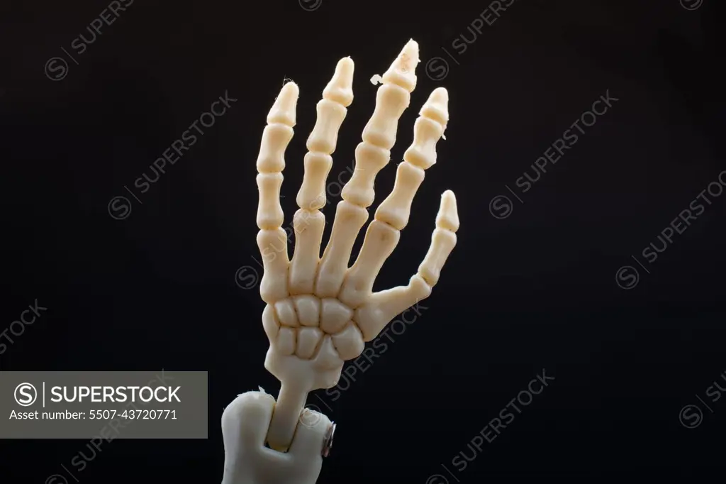 Human skeleton hand anatomy model. Medical clinic concept.