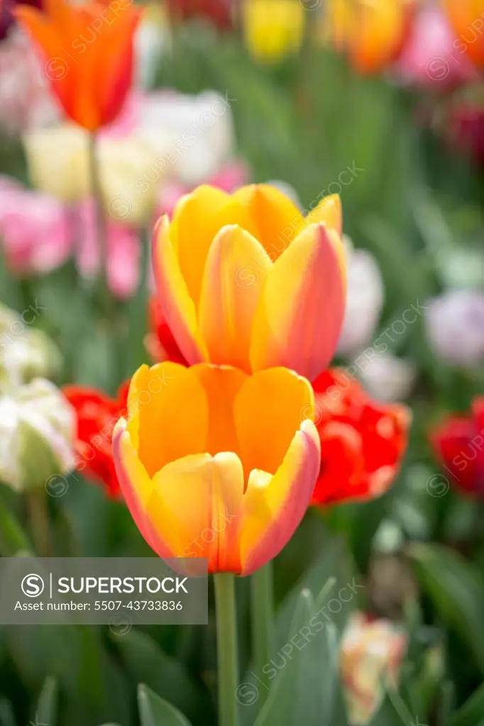 Beautiful tulips flower in tulip field in spring