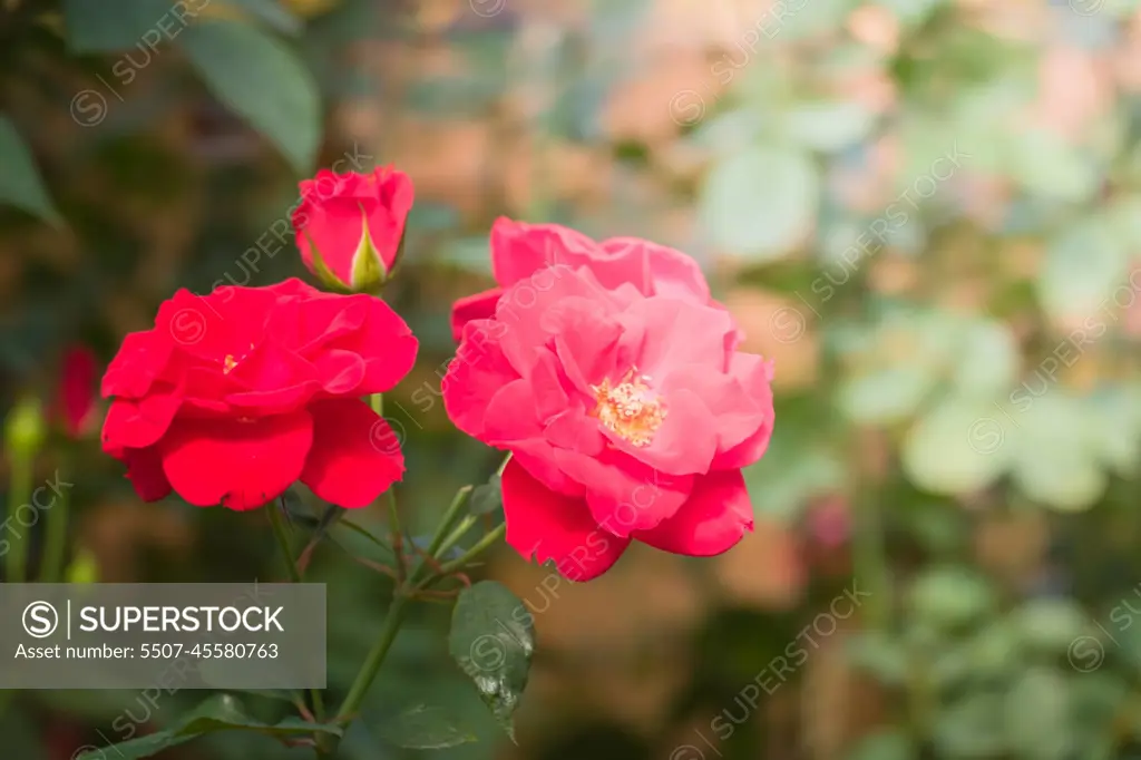 Roses in the garden