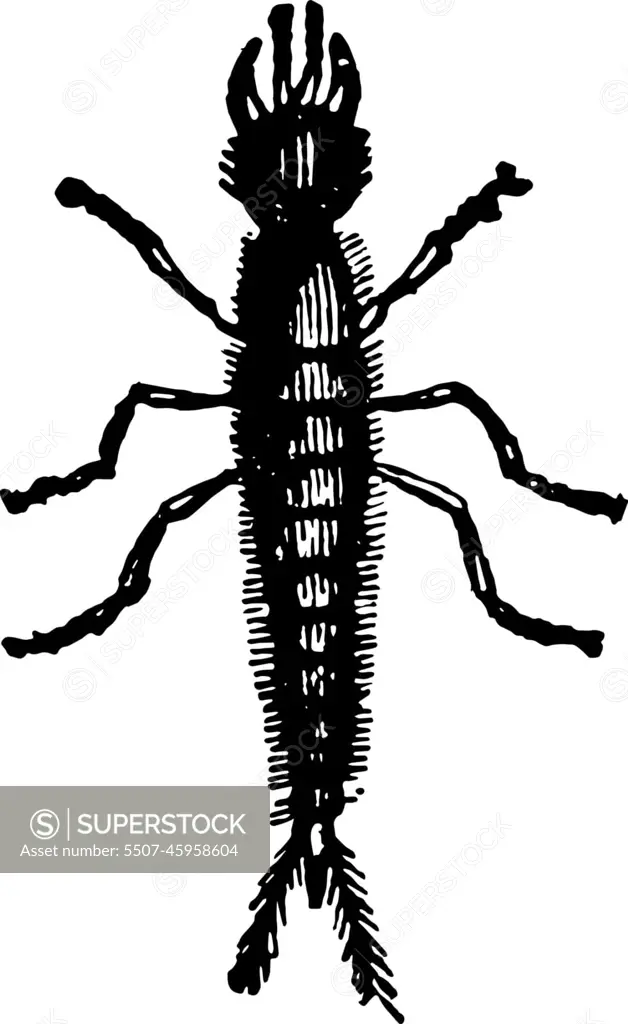 Larva of Staphylinus Olens vintage illustration.