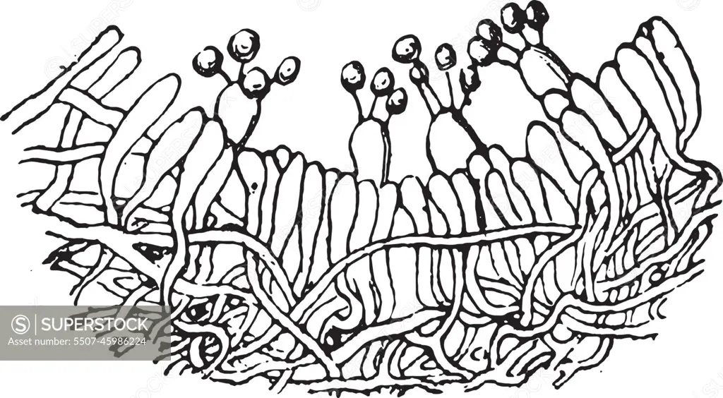 Cross section of the lining the hymenium hymenophore tubes of fr