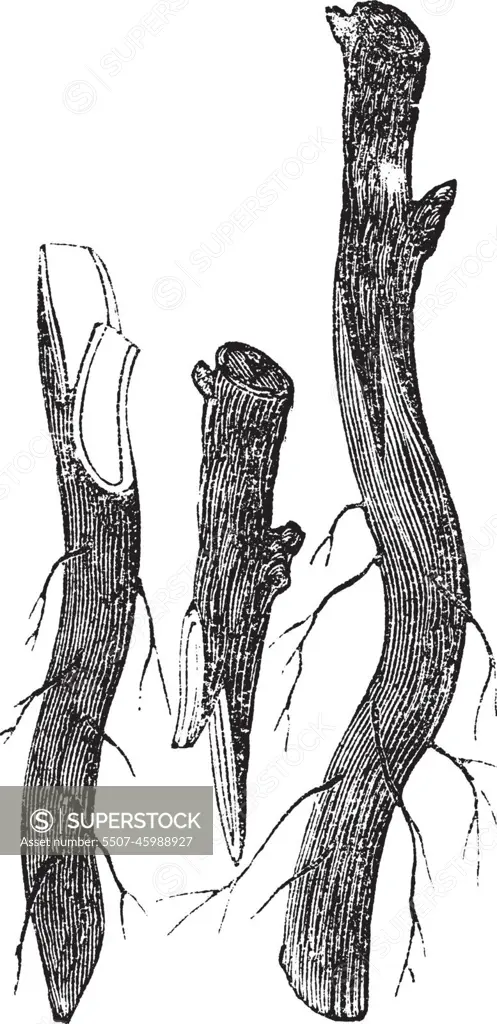 Fig. 3 - Whip grafting or Tongue grafting on the Collar vintage