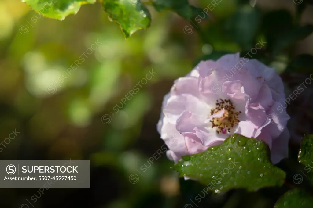 Roses in the garden