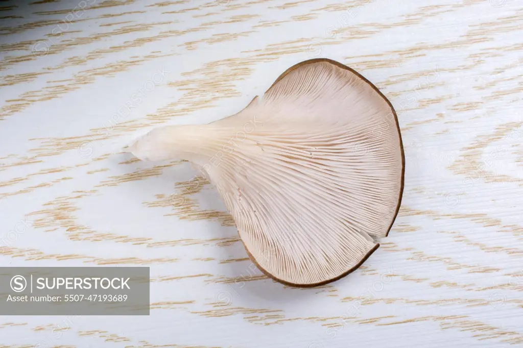 Oyster mushroom or Pleurotus ostreatus mushroom