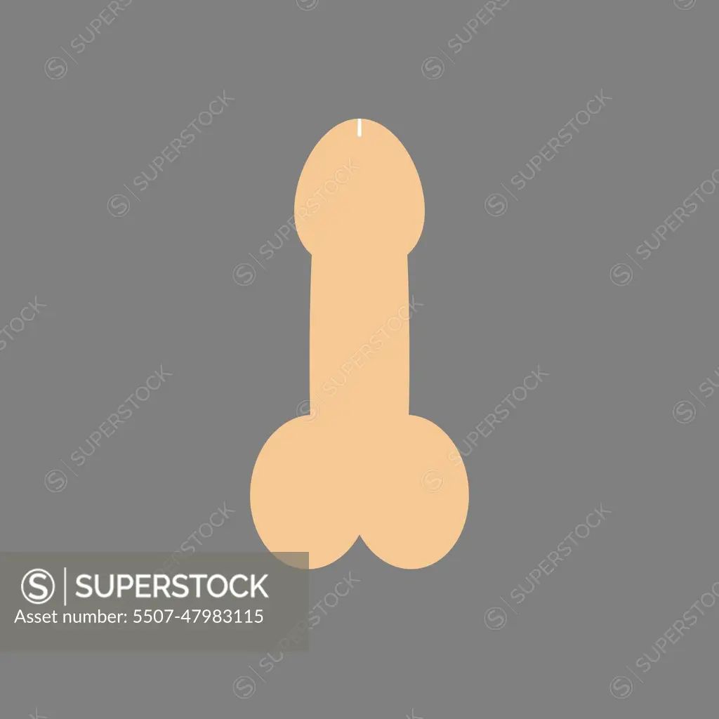 male sex organ penis. Vector illustration, flat design. - SuperStock