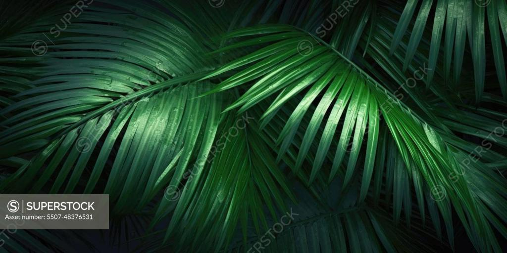 Dark Green Palm Plant On Black Background by Stocksy Contributor