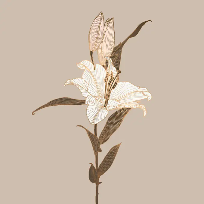 Lily flower linear drawing colored in neutral brown, white, pink