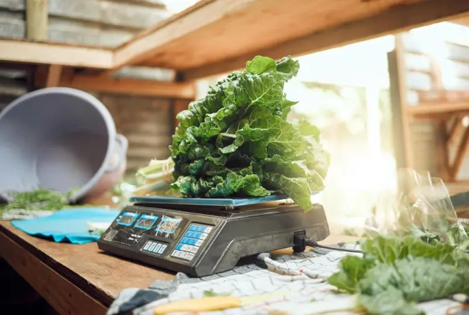 Grocery, agriculture and closeup of farmer scale to weigh vegetables. Healthy nutrition and lifestyle store or local farming plant. Sustainability in the food industry and organic consumers diet.