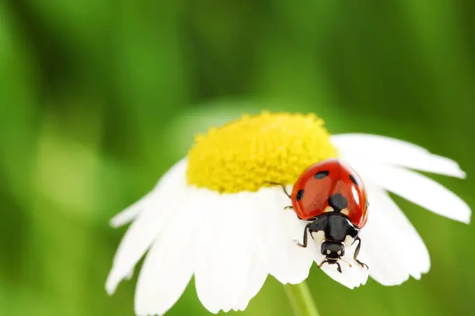 ladybug on camomile