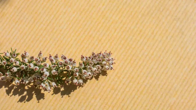 Colorful spring flowers on brown background