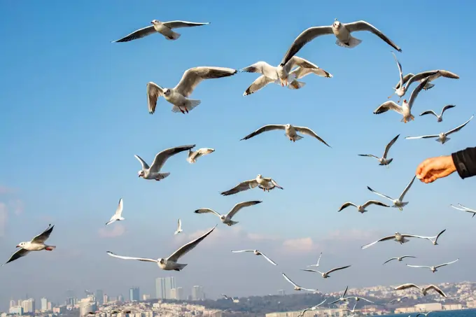 Seagulls flying in sky in Istanbul of Turkey