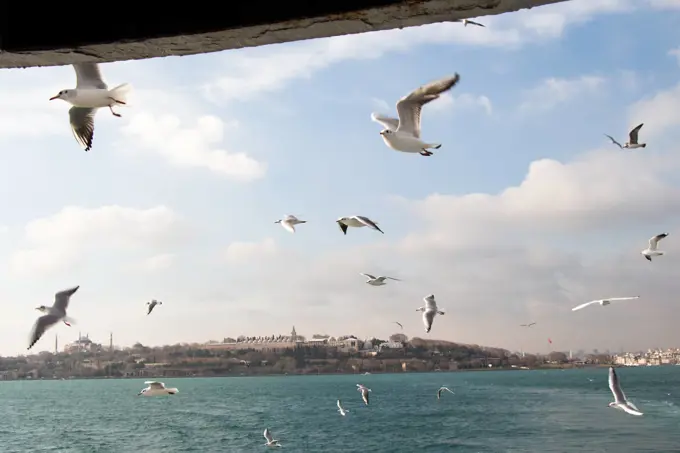 Pigeons fly in sky over the sea in Istanbul