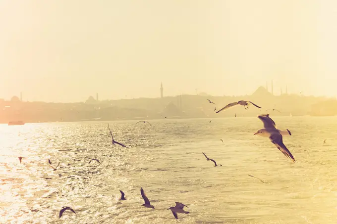 Seagulls flying in sky  in Istanbul