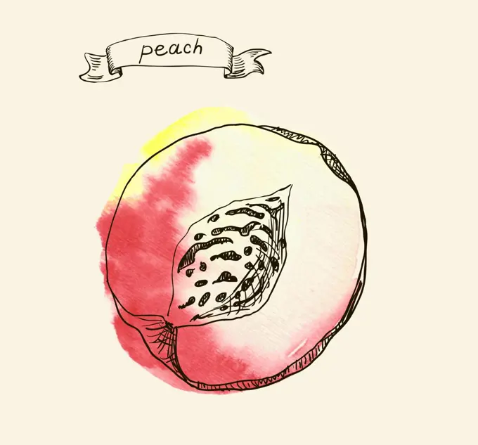 Peach vector illustration
