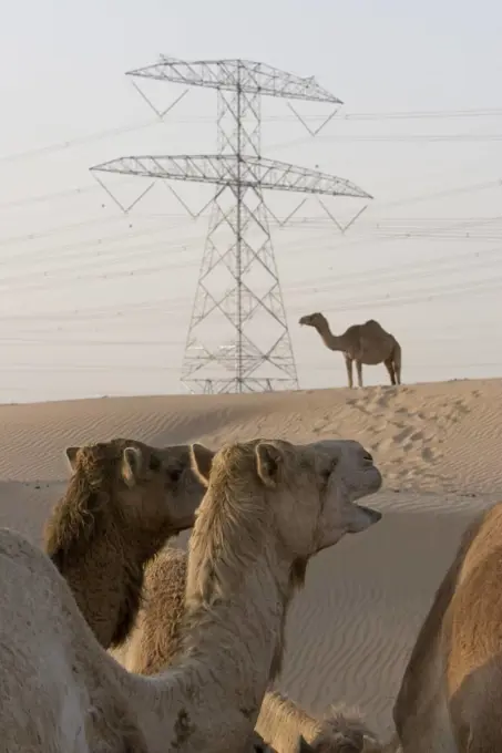 UAE Dubai camels at a farm in the desert outside of Dubai