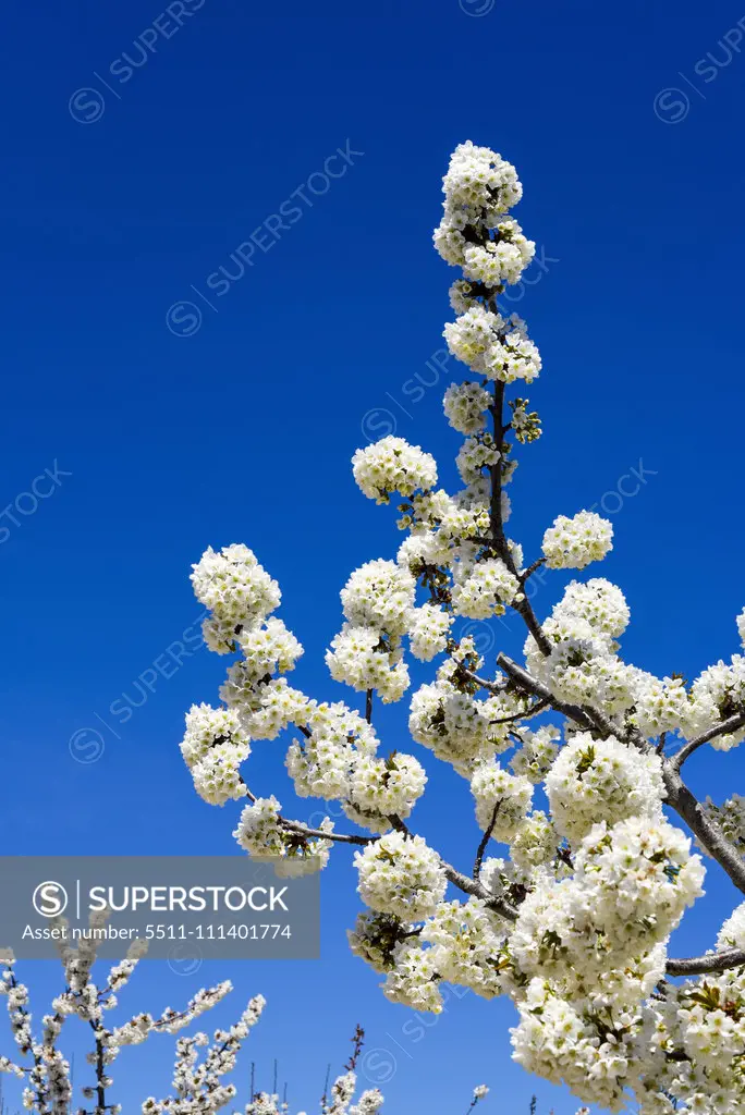 Cherry Blossom, Apulia, Italy