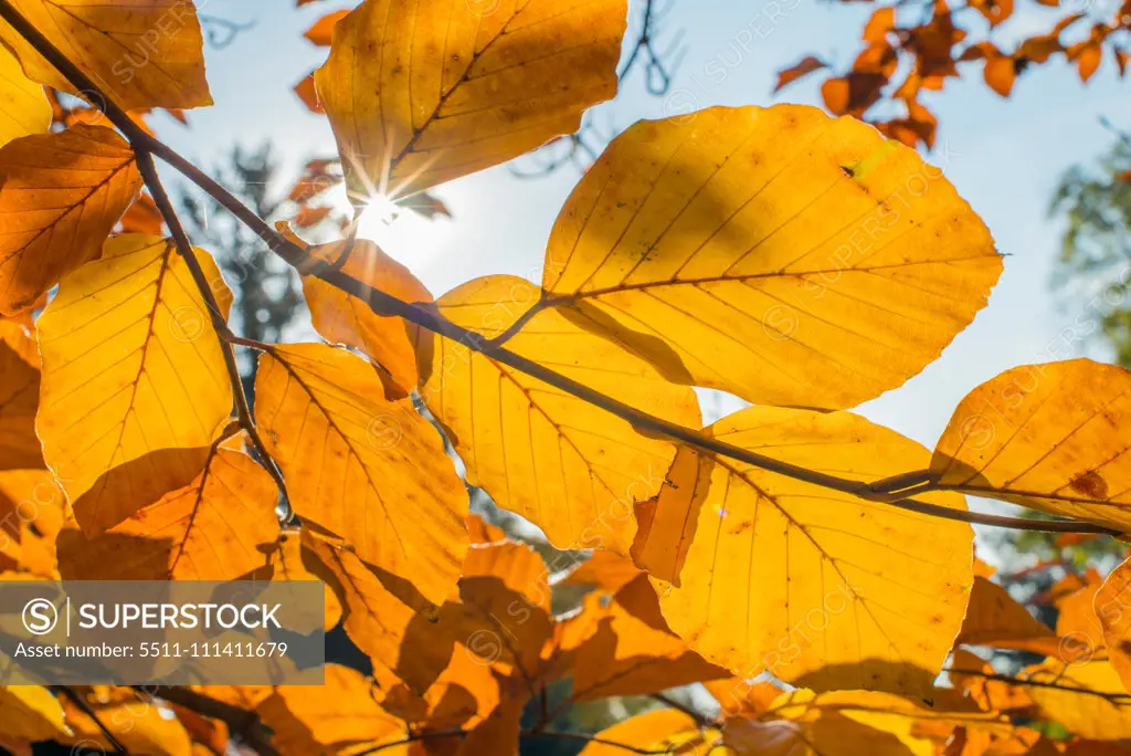 Beech tree in autumn, Austria, Vienna, 18. district, Tuerkenschanzpark