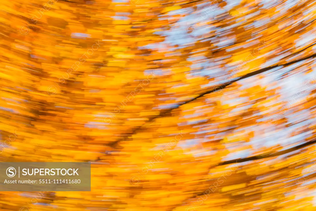 Beech tree in autumn, Austria, Vienna, 18. district, Tuerkenschanzpark