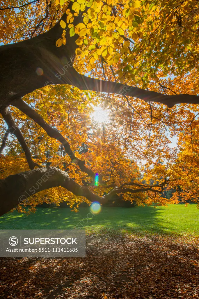 Beech tree in autumn, Austria, Vienna, 18. district, Tuerkenschanzpark