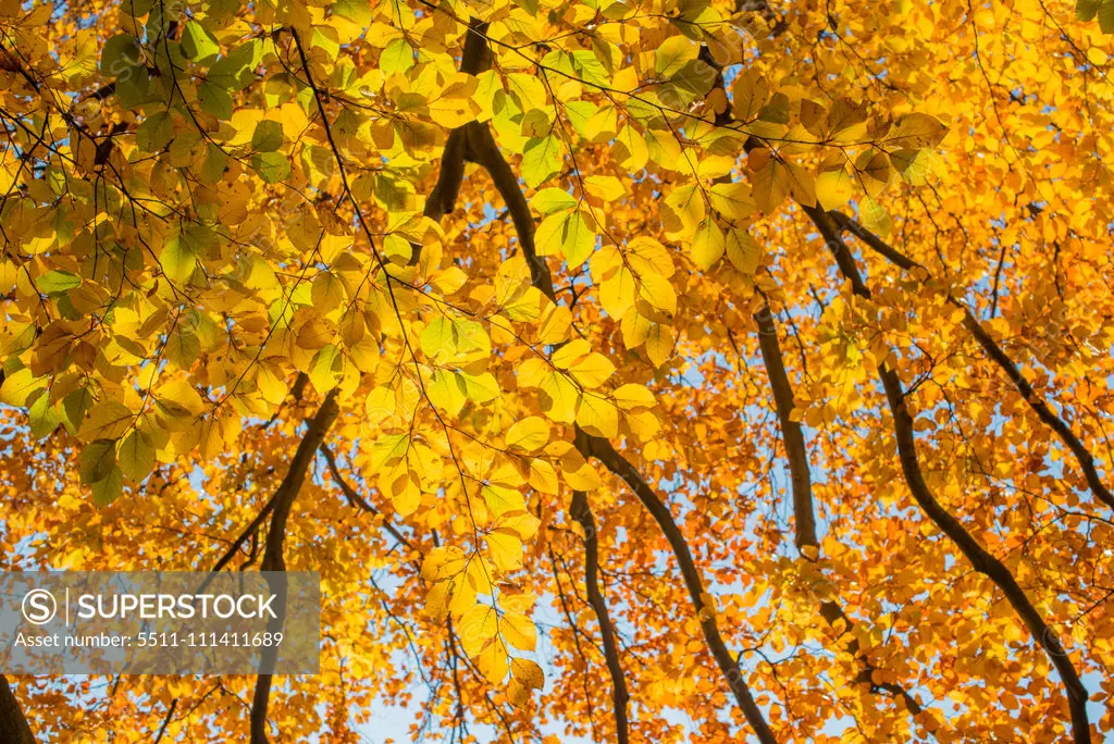 Beech tree in autumn, Austria, Vienna, 18. district, Tuerkenschanzpark