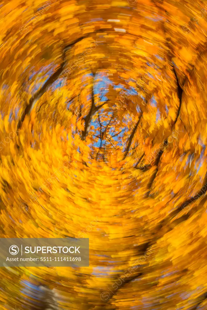 Beech tree in autumn, Austria, Vienna, 18. district, Tuerkenschanzpark