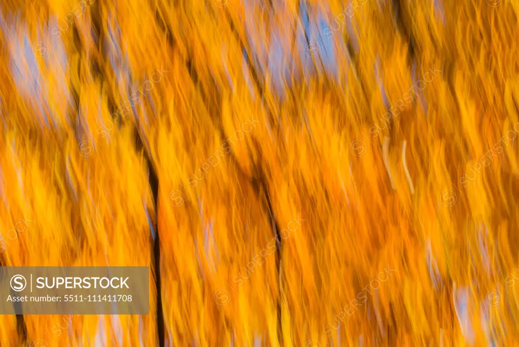 Beech tree in autumn, Austria, Vienna, 18. district, Tuerkenschanzpark