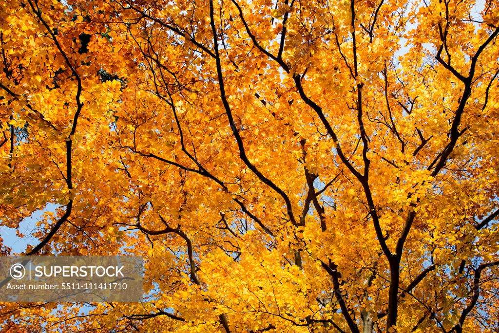 Beech tree in autumn, Austria, Vienna, 18. district, Tuerkenschanzpark