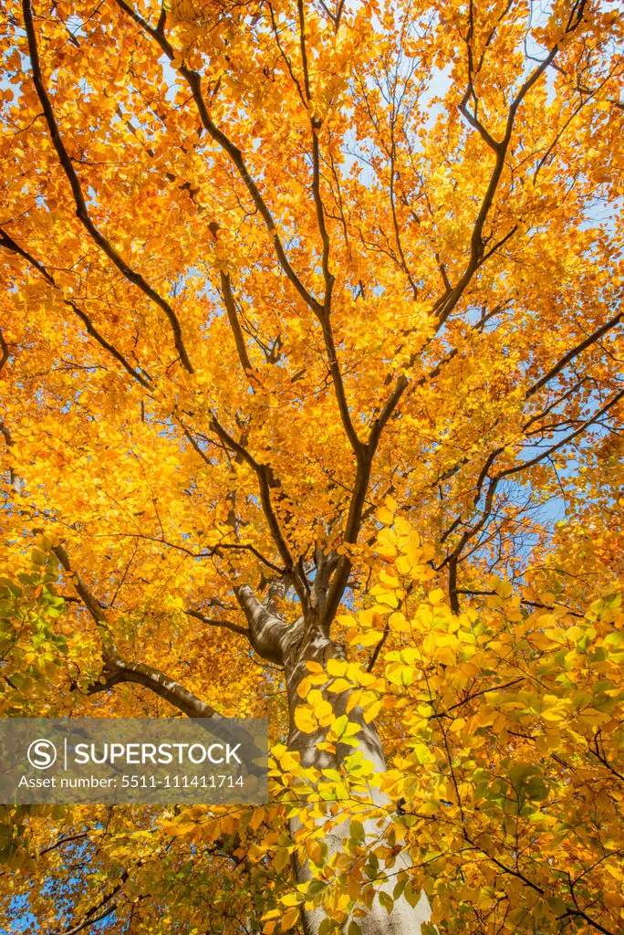 Beech tree in autumn, Austria, Vienna, 18. district, Tuerkenschanzpark