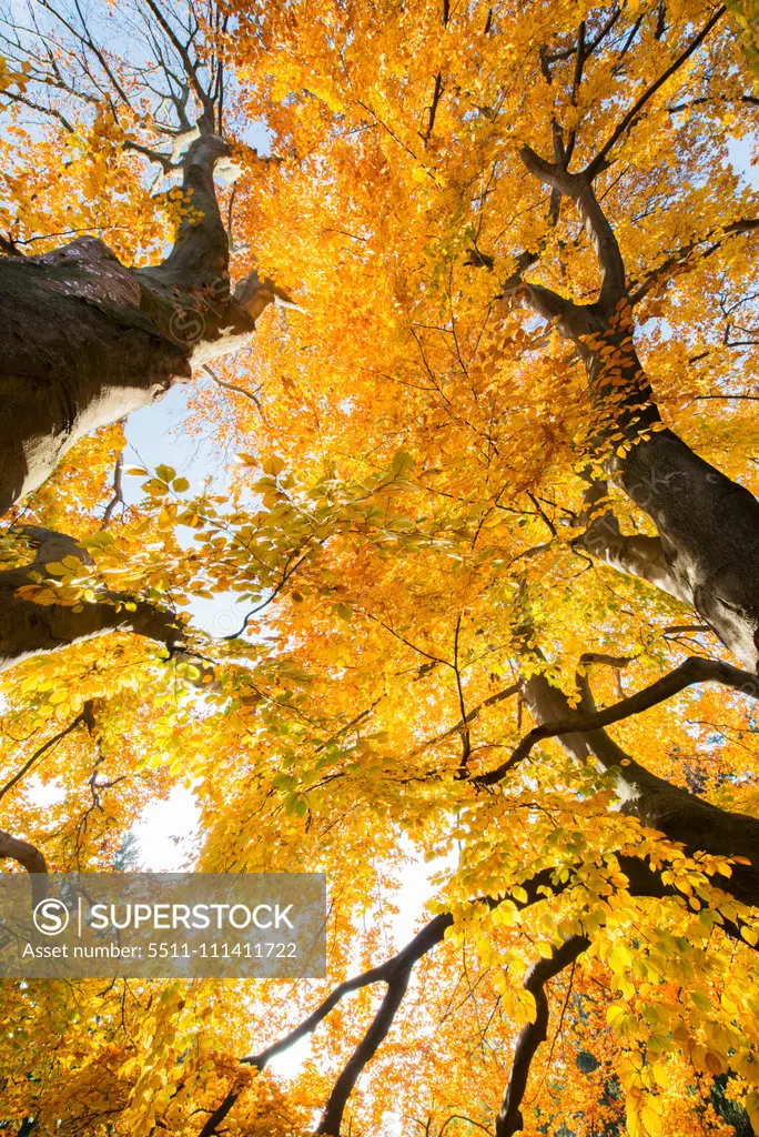 Beech tree in autumn, Austria, Vienna, 18. district, Tuerkenschanzpark