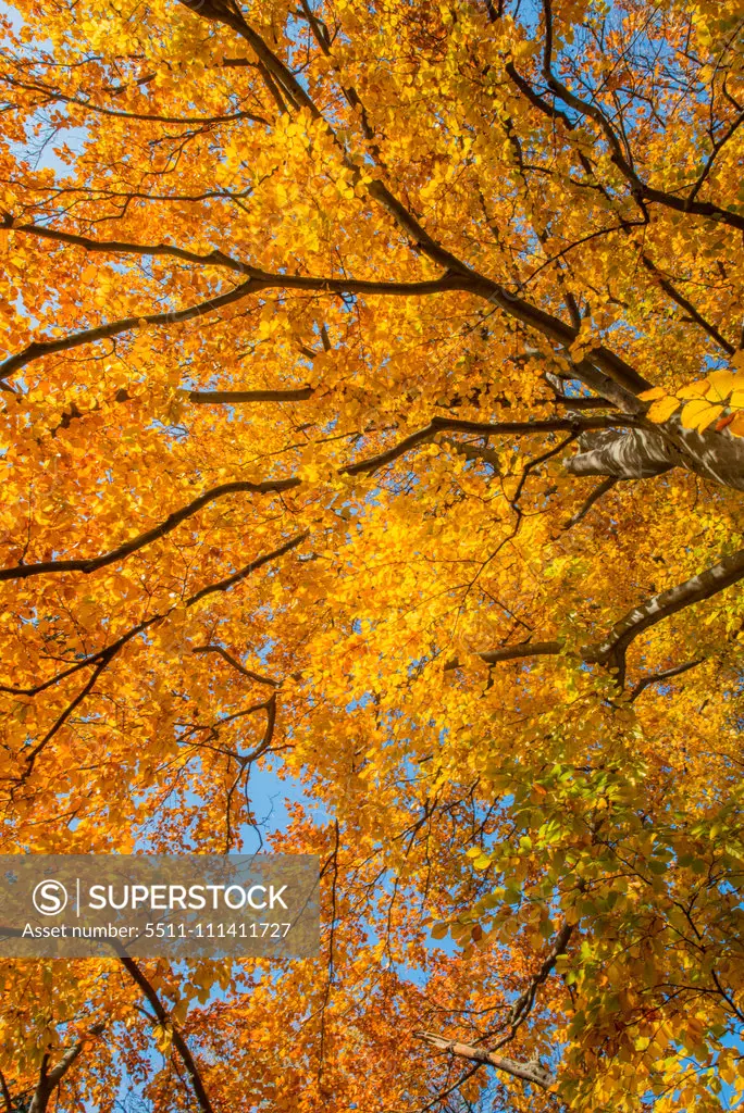 Beech tree in autumn, Austria, Vienna, 18. district, Tuerkenschanzpark