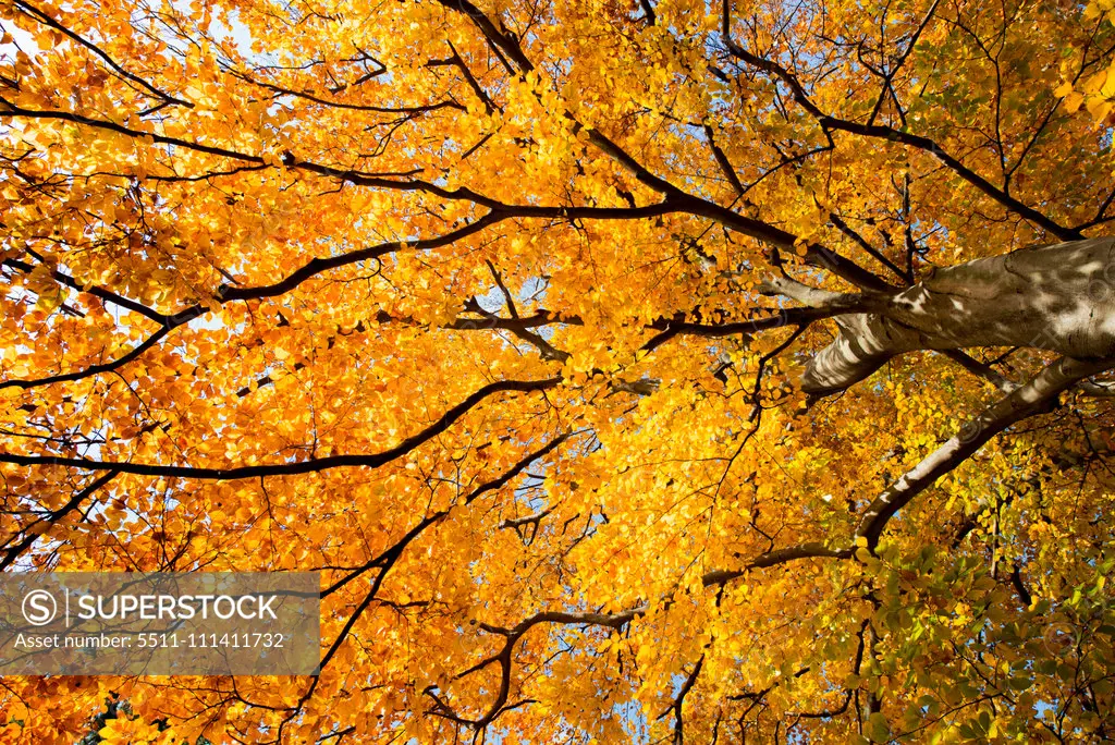 Beech tree in autumn, Austria, Vienna, 18. district, Tuerkenschanzpark