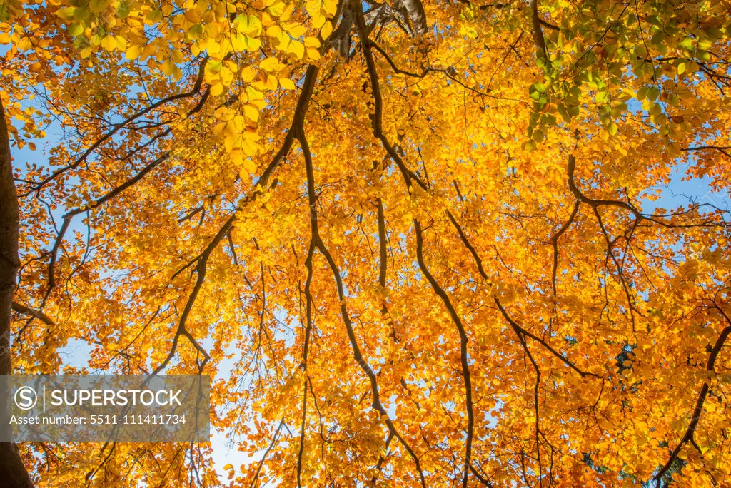 Beech tree in autumn, Austria, Vienna, 18. district, Tuerkenschanzpark