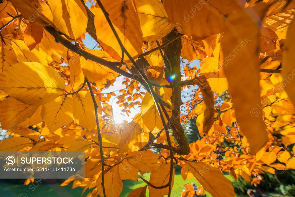 Beech tree in autumn, Austria, Vienna, 18. district, Tuerkenschanzpark