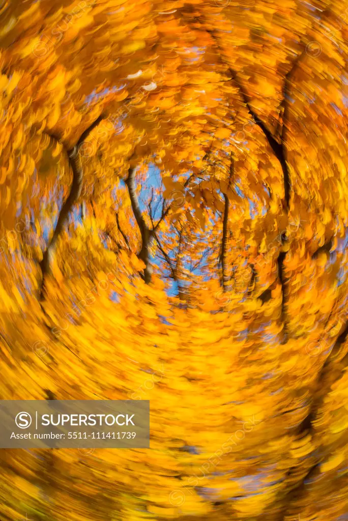 Beech tree in autumn, Austria, Vienna, 18. district, Tuerkenschanzpark