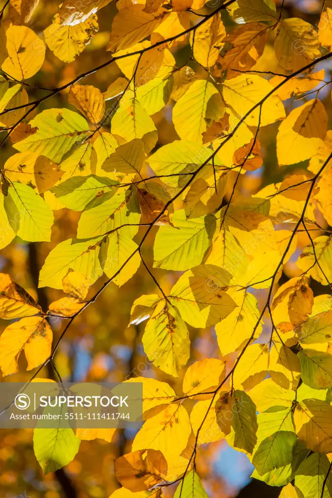 Beech tree in autumn, Austria, Vienna, 18. district, Tuerkenschanzpark