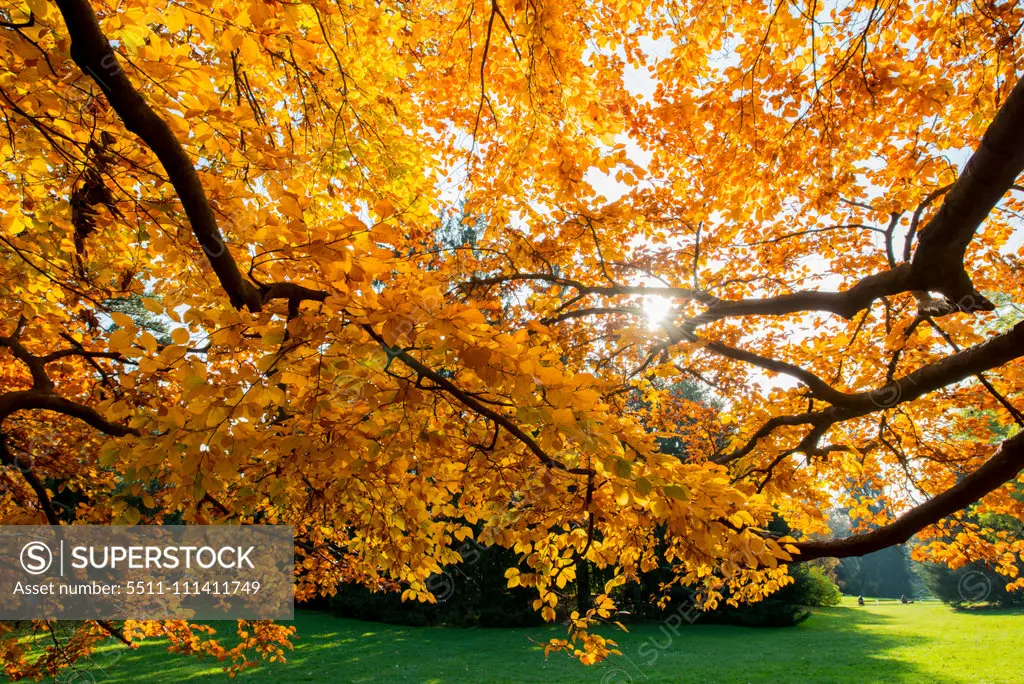 Beech tree in autumn, Austria, Vienna, 18. district, Tuerkenschanzpark