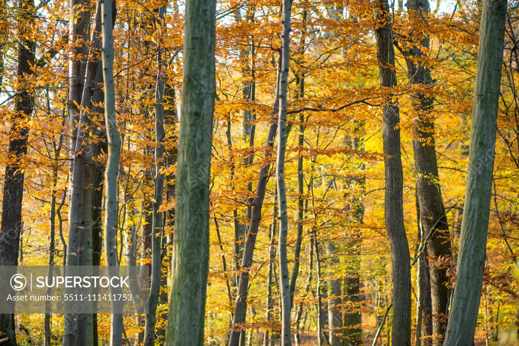 Wienerwald forest, Austria, Vienna, 19. district, Kahlenberg