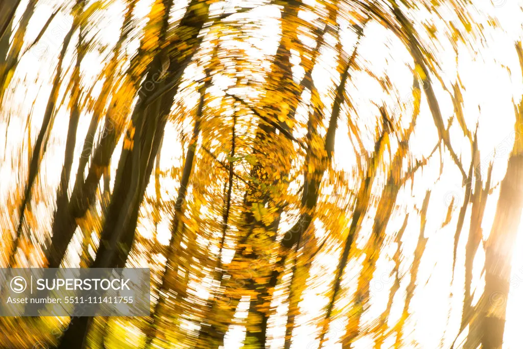 Wienerwald forest, Austria, Vienna, 19. district, Kahlenberg