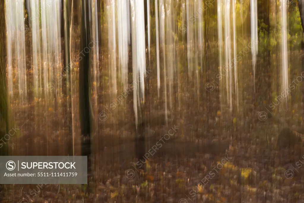 Wienerwald forest, Austria, Vienna, 19. district, Kahlenberg