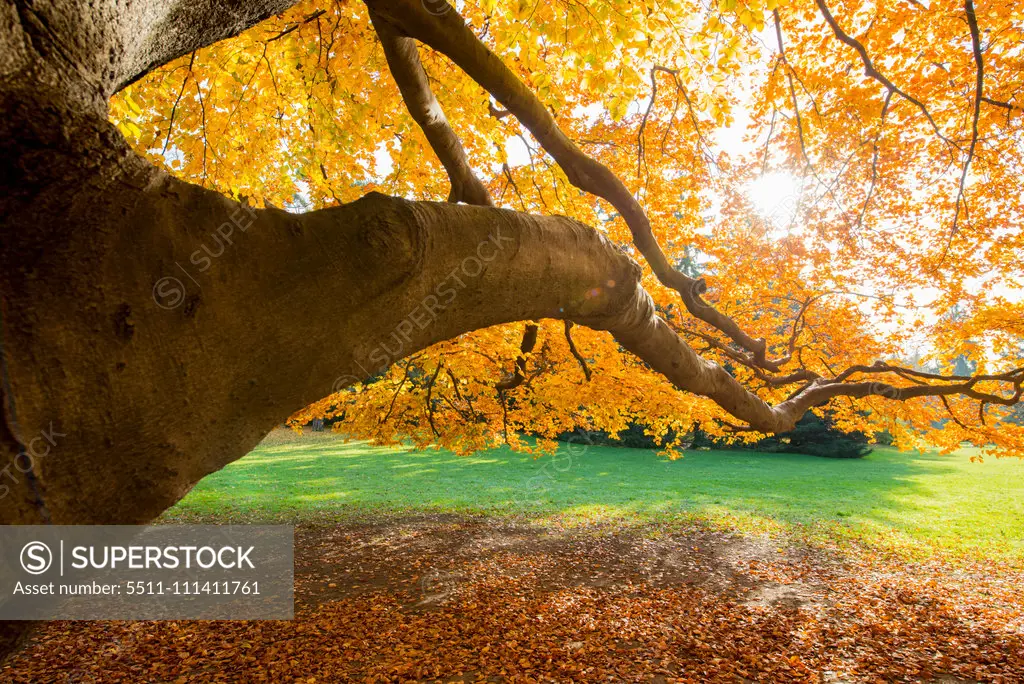 Beech tree in autumn, Austria, Vienna, 18. district, Tuerkenschanzpark