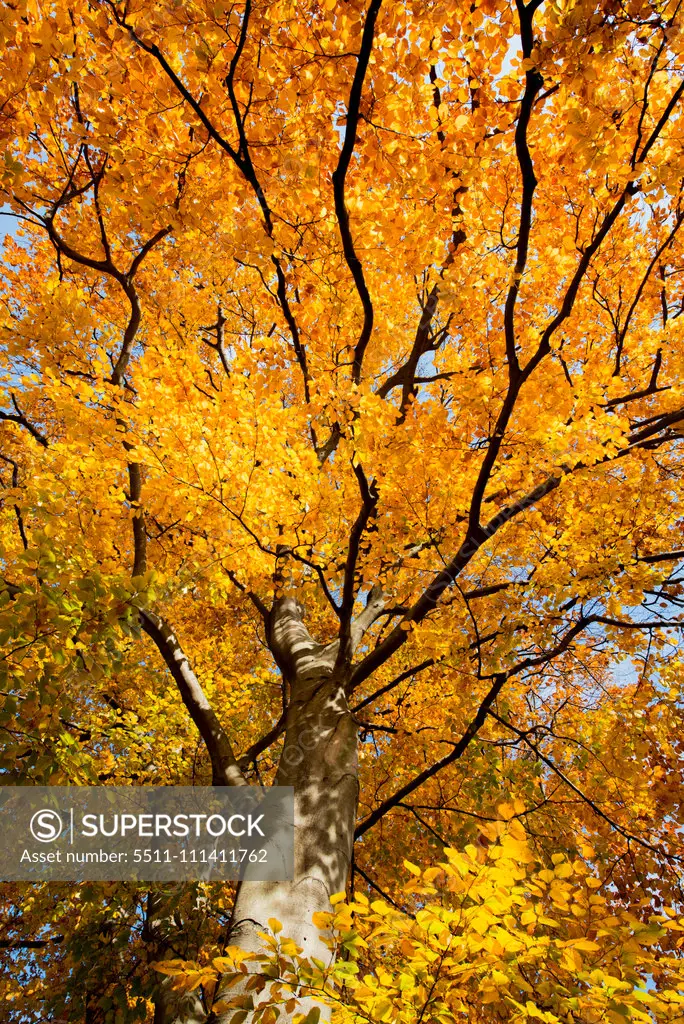 Beech tree in autumn, Austria, Vienna, 18. district, Tuerkenschanzpark