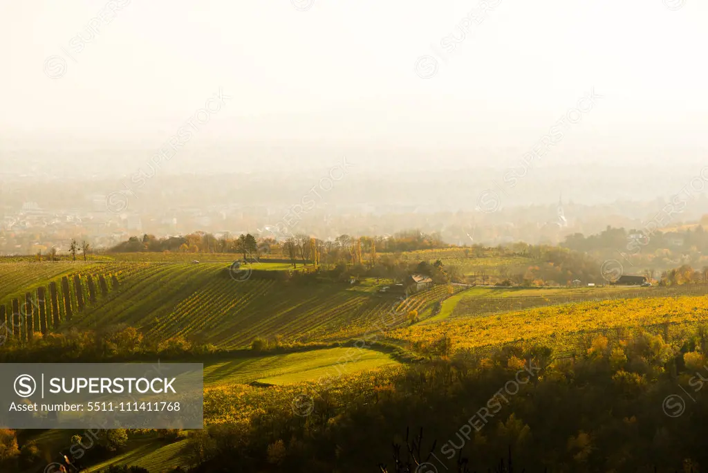 View to Vienna vineyards from mountain Leopoldsberg, Austria, Vienna, Danube City