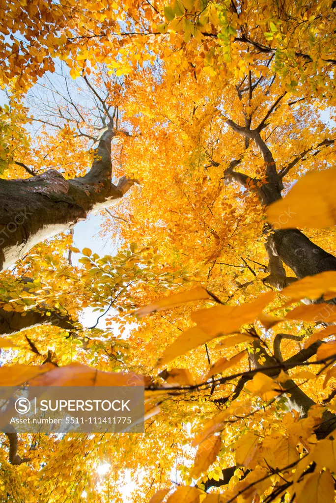 Beech tree in autumn, Austria, Vienna, 18. district, Tuerkenschanzpark